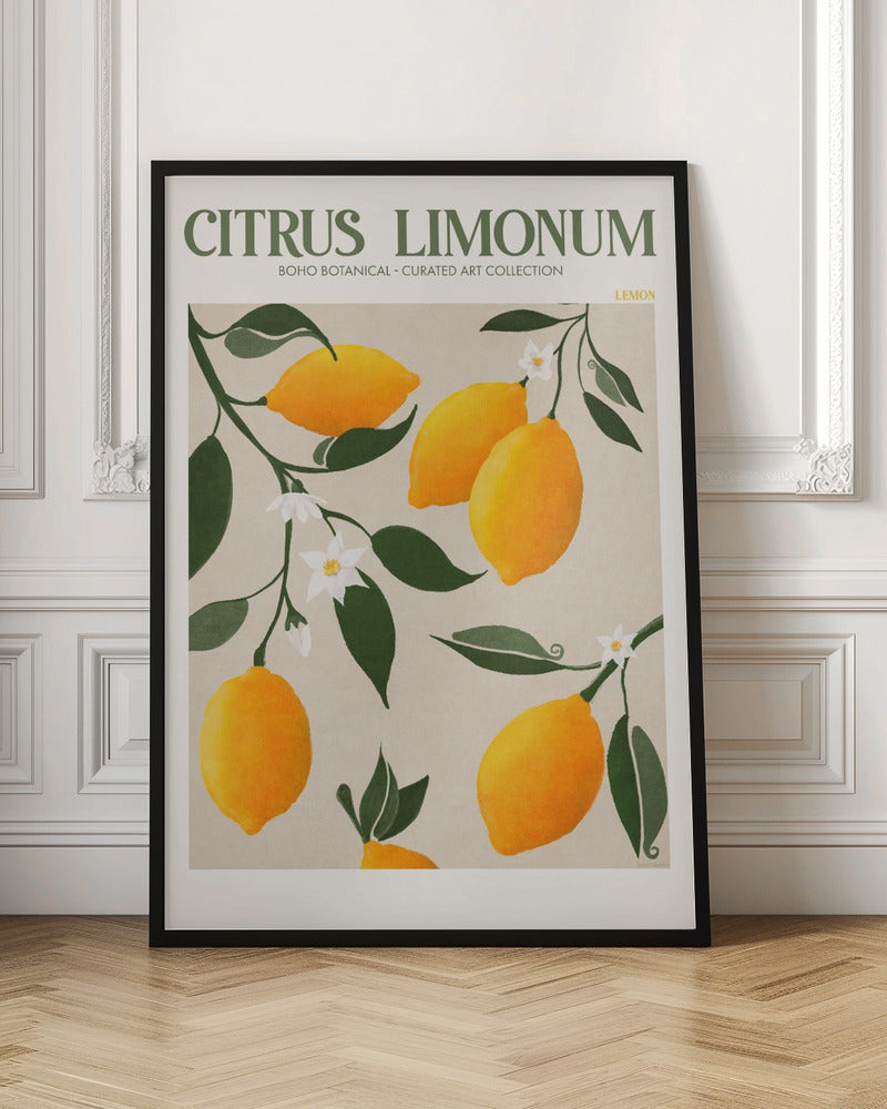 Citrus Limonum - Lemon Poster