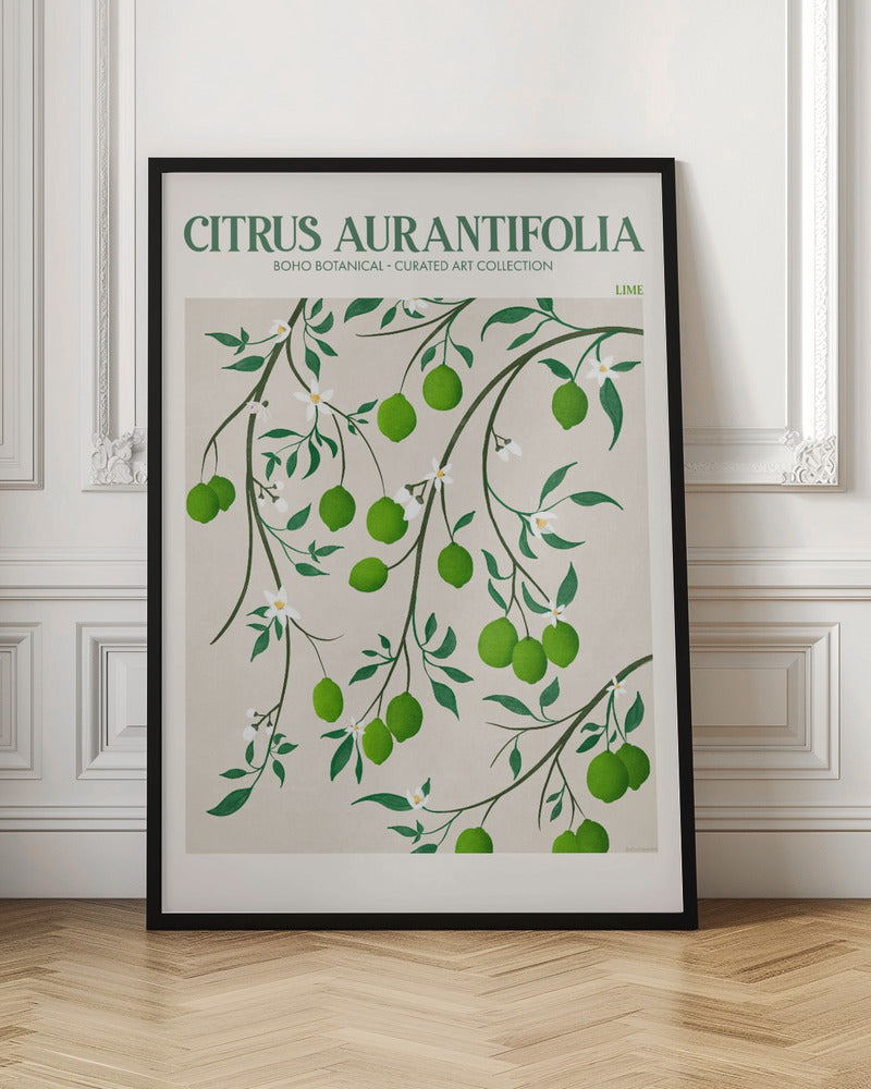 Citrus Aurantifolia - Lime Poster