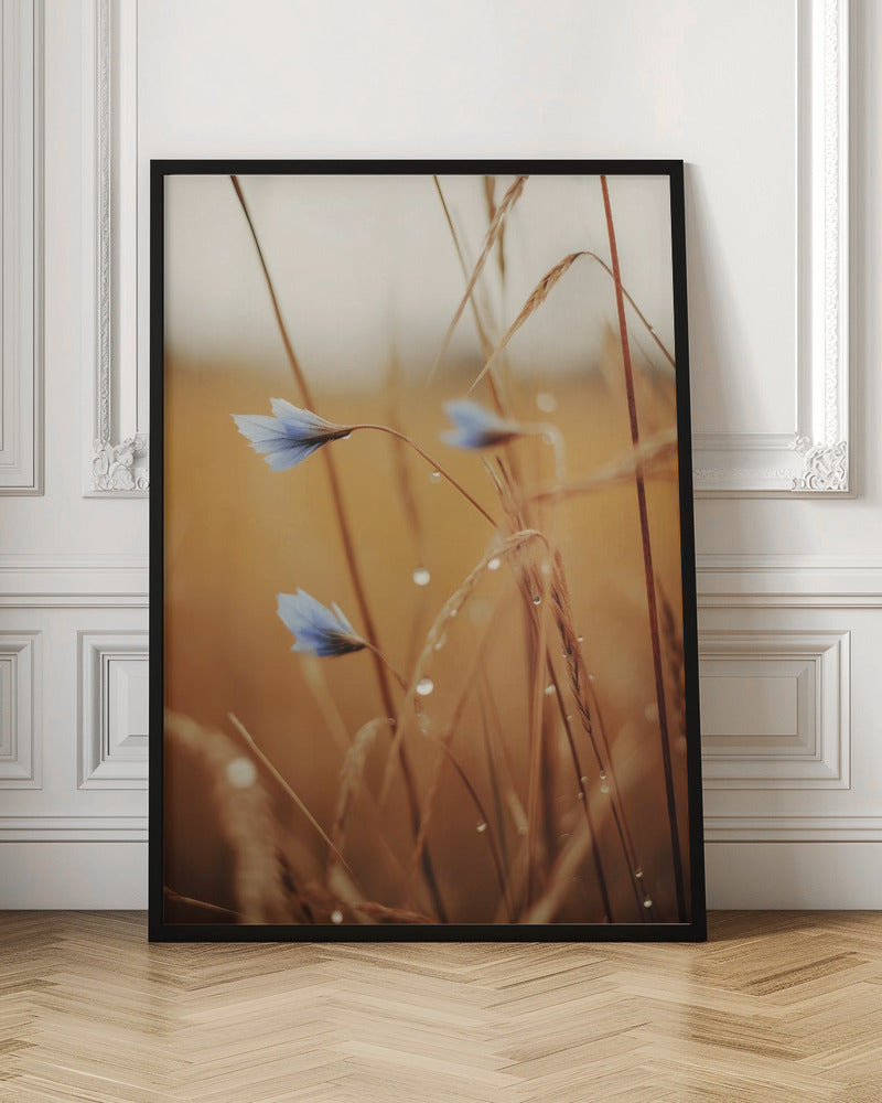 Blue Corn Flowers Poster