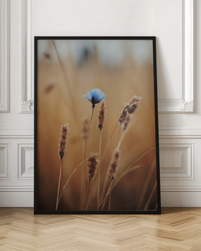 Blue Corn Flower Poster