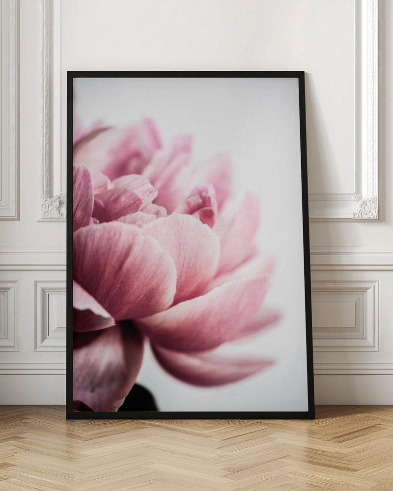 Peony 1 Poster