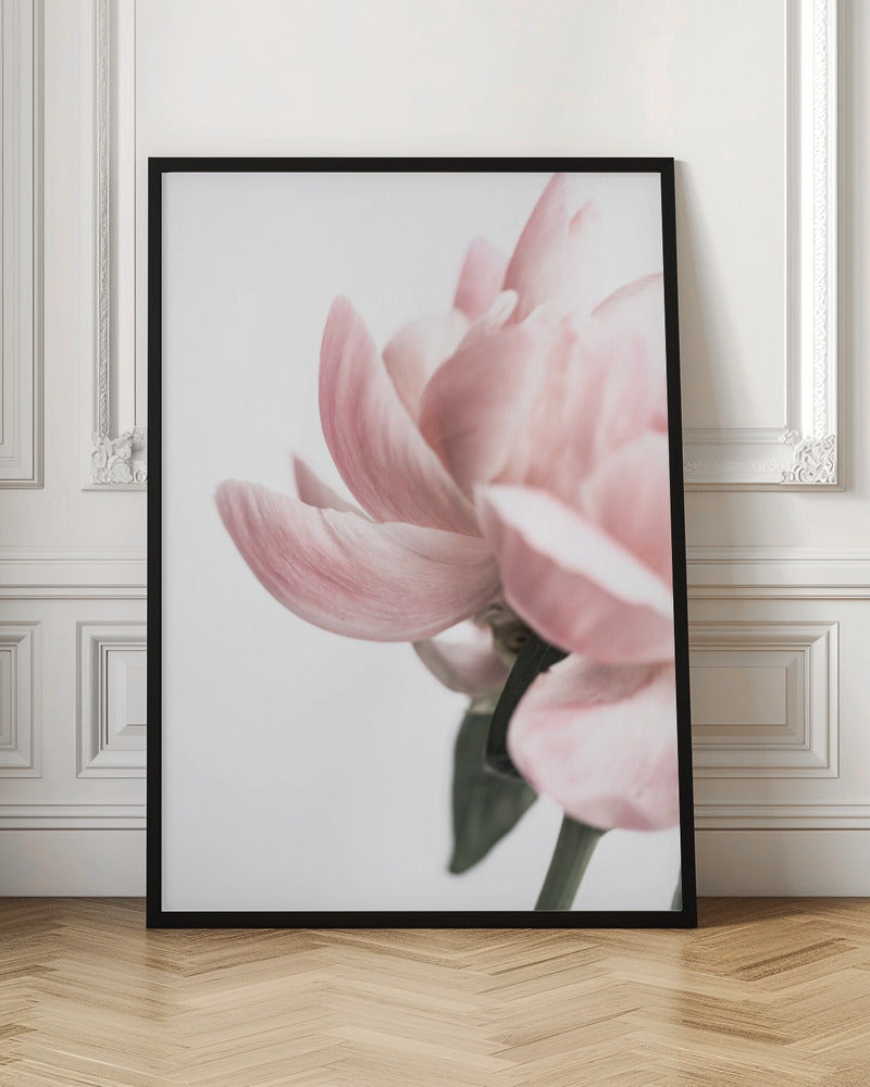 Peony 2 Poster