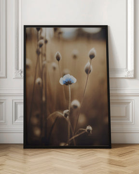 Blue Corn Flowers No 4 Poster