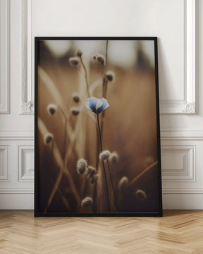 Blue Corn Flowers No 3 Poster