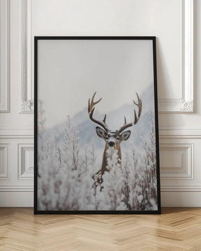 Curious Deer Poster