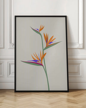 Bird of paradise Poster