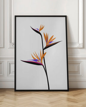 Bird of paradise in black Poster