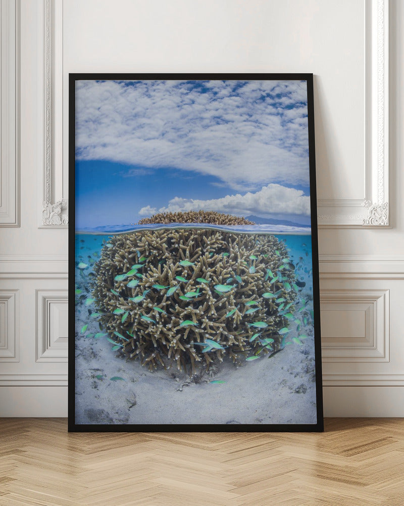 Coral Ball from Mayotte Poster