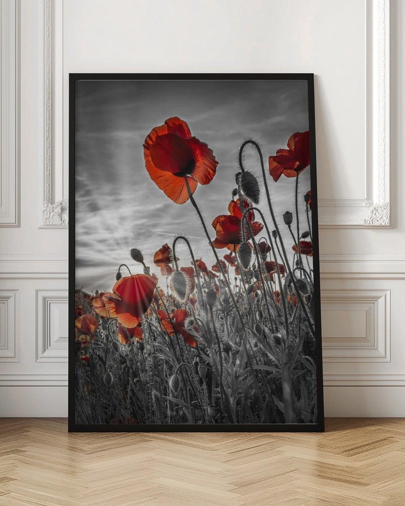 Fascinating poppies | colorkey Poster