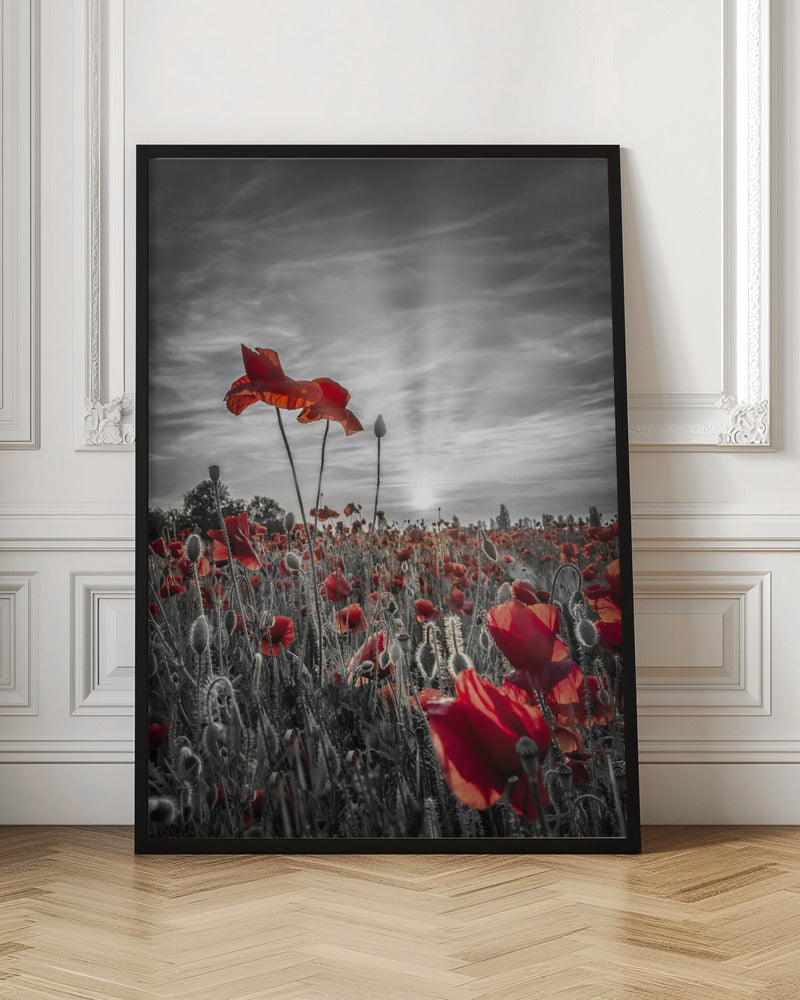 Poppies in sunset | colorkey Poster