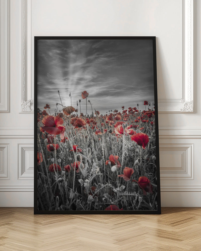 Gorgeous sunset in a poppy field | colorkey Poster