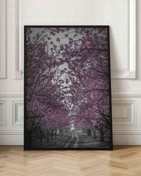 Amazing cherry blossom alley in pink Poster