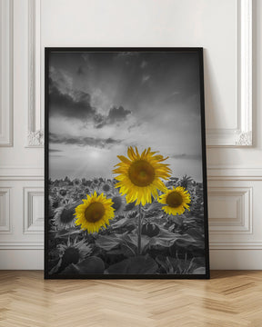 Yellow pop sunflowers Poster