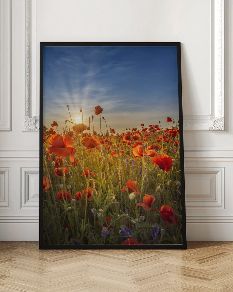 Gorgeous sunset in a poppy field Poster