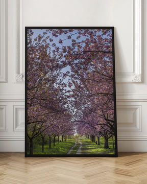 Idyllic cherry blossom trail Poster