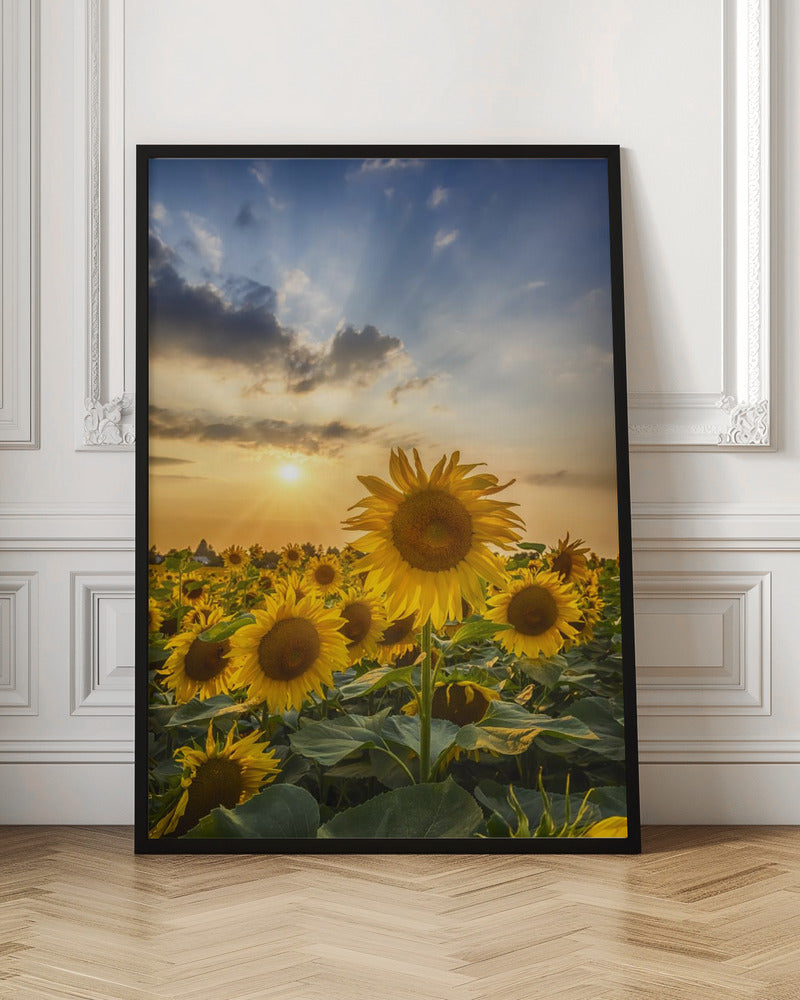 Sunset with beautiful sunflowers Poster