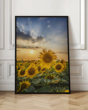 Sunset with beautiful sunflowers Poster