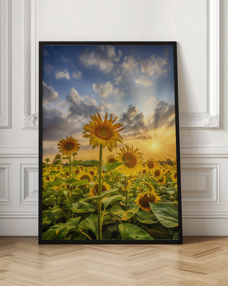 Sunflower field at sunset Poster