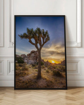 Charming sunset at Joshua Tree National Park Poster