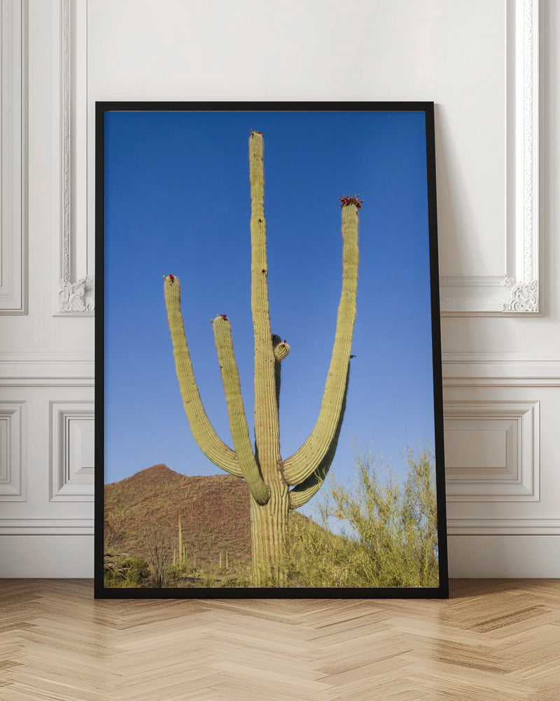 SAGUARO NATIONAL PARK Giant Saguaro Poster