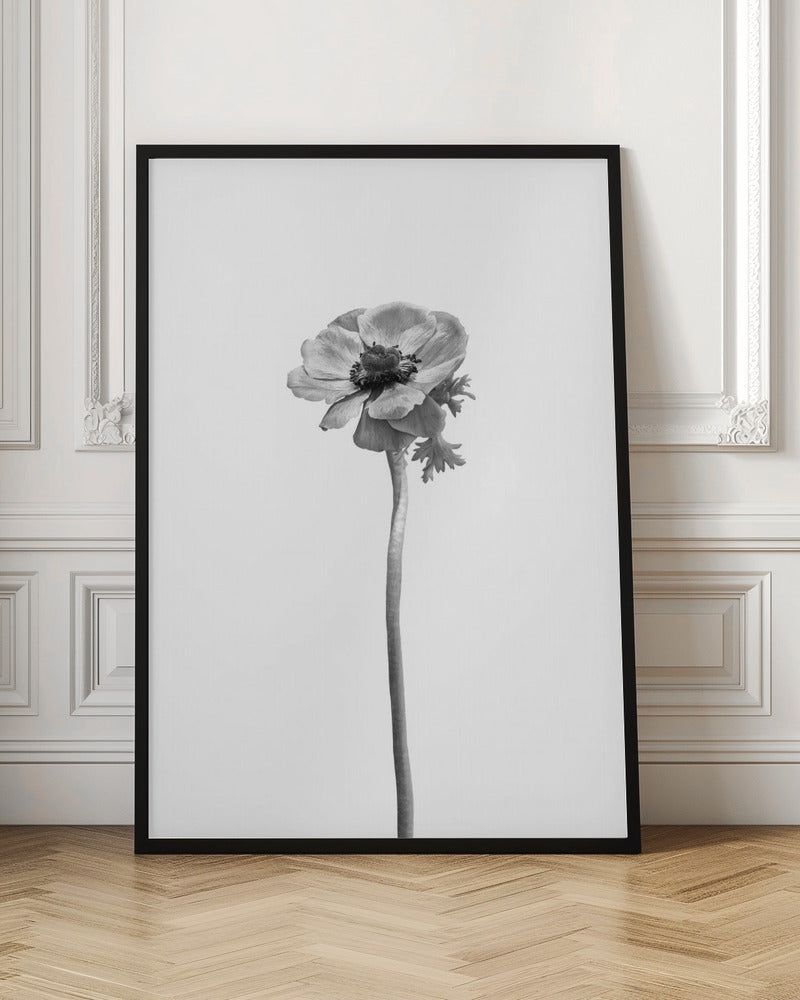 Anemone coronaria | bright design Poster