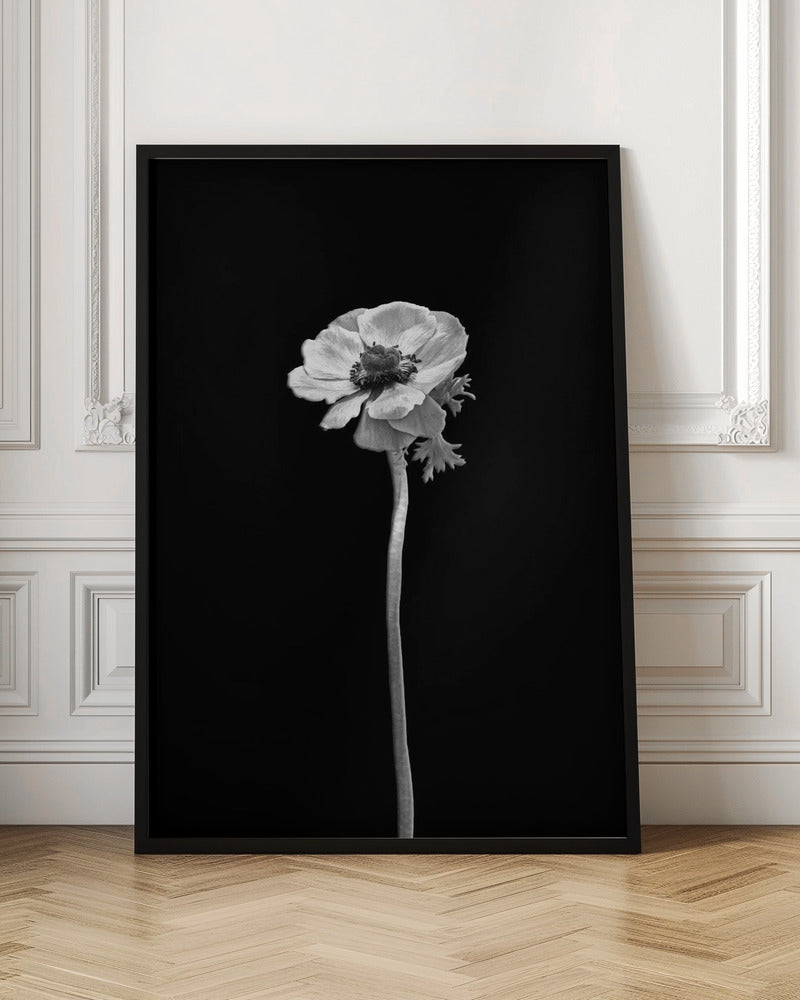 Anemone coronaria | dark design Poster