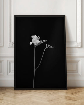 Freesia | dark design Poster