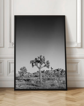 Joshua Trees - monochrome Poster