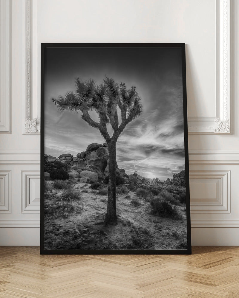 Charming sunset in Joshua Tree National Park Poster