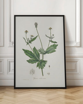 Wood Avens (geum Urbanum)  Medical Botany Poster