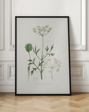 Aniseed (pimpinella Anisum) Medical Botany Poster