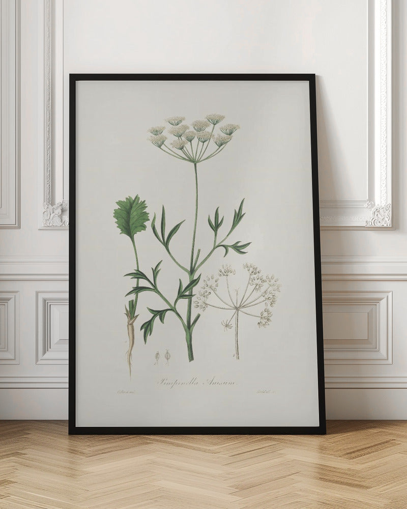 Aniseed (pimpinella Anisum) Medical Botany Poster