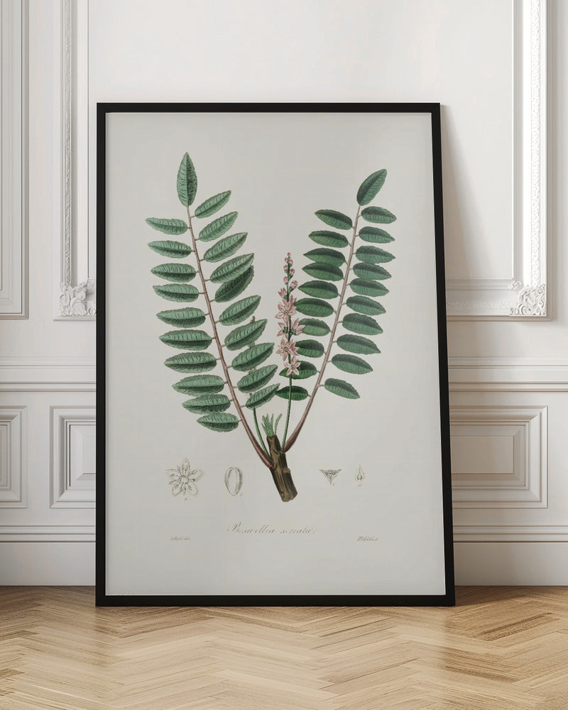 Boswellia Serrata Medical Botany Poster