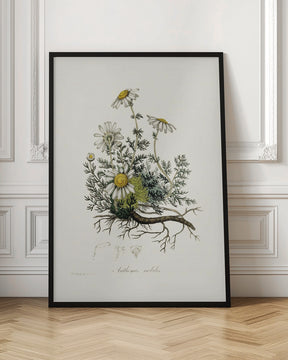 Chamomile (anthemis Nobilis) Medical Botany Poster