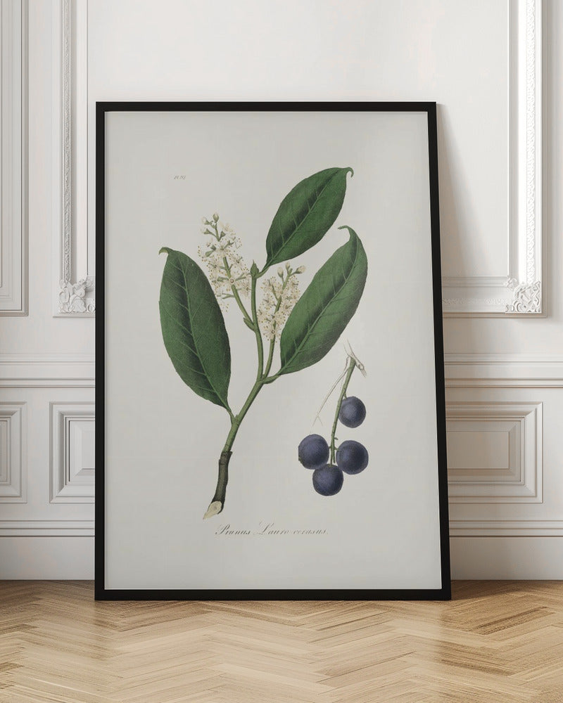 Cherry Laurel (prunus Laurocerasus) Medical Botany Poster