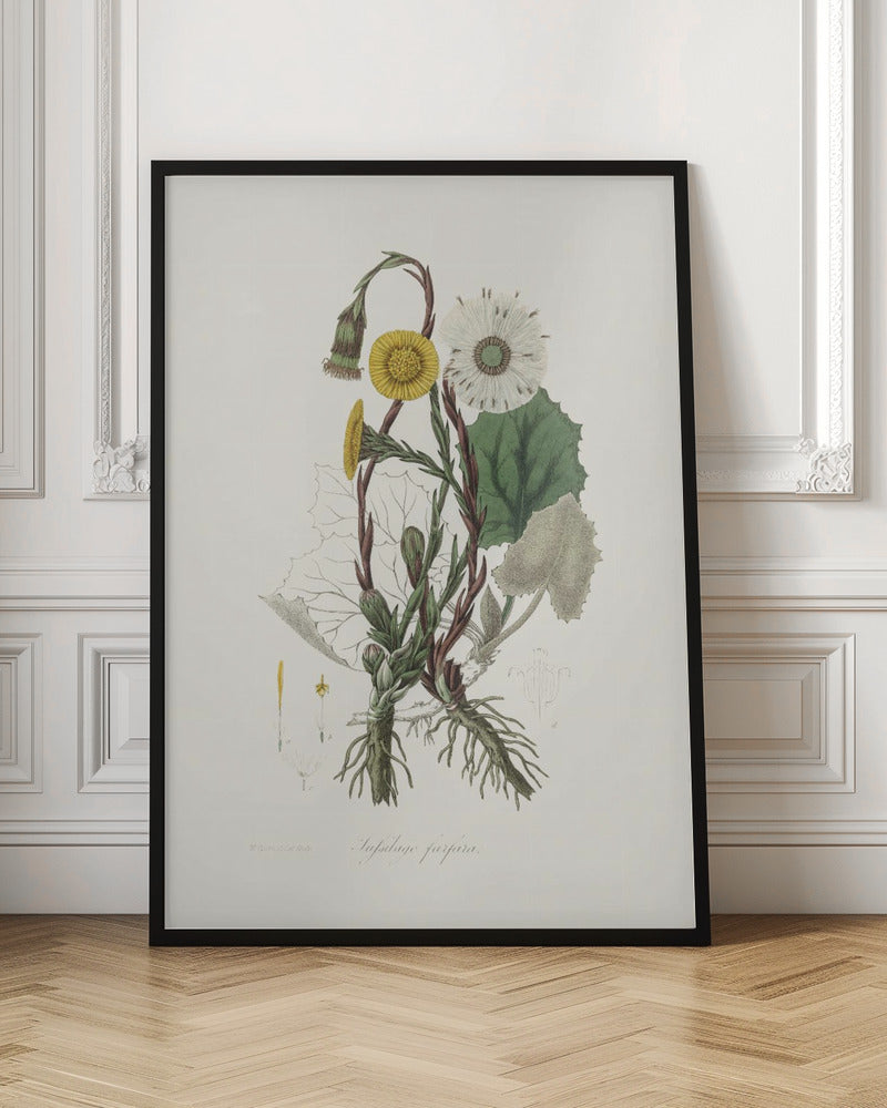 Coltsfoot (tussilago Farfara)  Medical Botany Poster