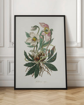 Christmas Rose (helleborus Niger)  Medical Botany Poster