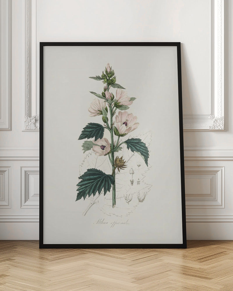 Common Marshmallow (althea Officinalis) Medical Botany Poster