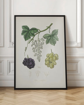 Common Grape Vine (vitis Vinifera) Medical Botany Poster