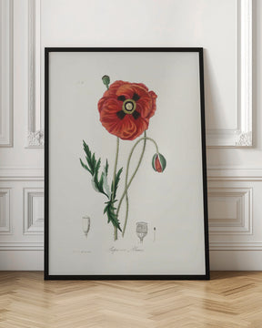 Common Poppy (papaver Rhoeas) Medical Botany Poster