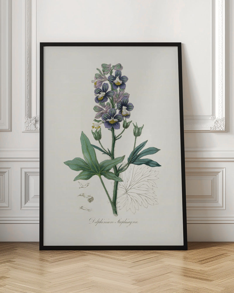 Delphinum Staphisagria Medical Botany Poster