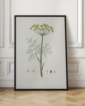 Dill (anethum Graveolens)  Medical Botany Poster