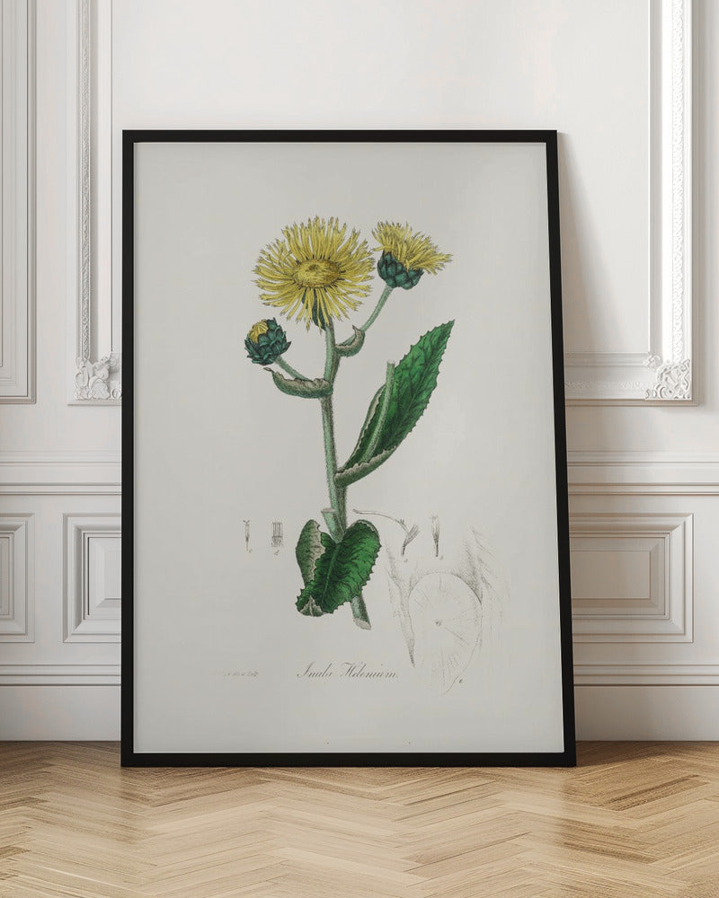 Elecampane (inula Helenium) Medical Botany Poster