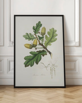 English Oak (quercus) Medical Botany Poster