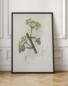 Ferula Persica Medical Botany Poster