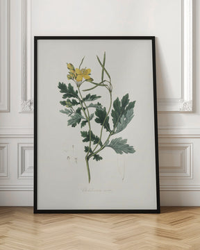 Greater Celandine (chelidonium Majus) Medical Botany Poster