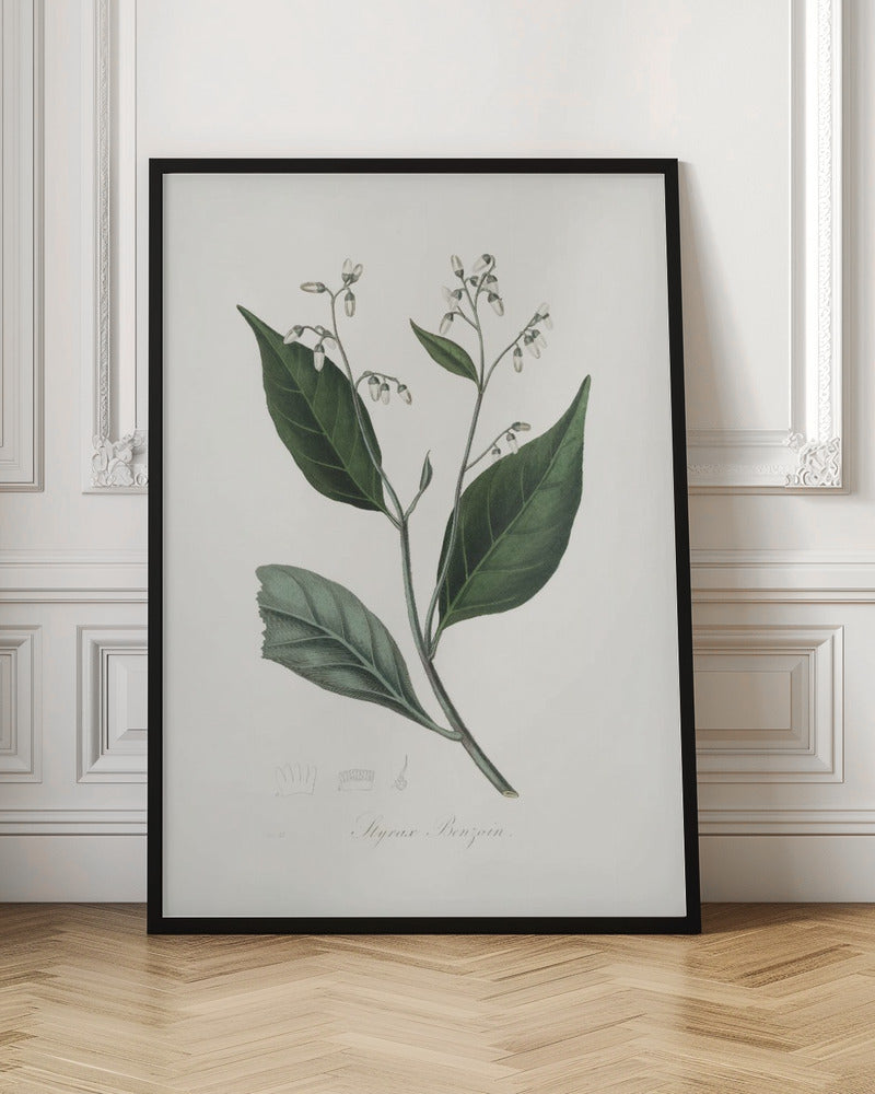 Gum Benjamin Tree (styrax Benzoin Medical Botany Poster