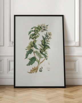 Henbane (hyoscyamus Niger) Medical Botany Poster