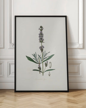 Lavender (lavandula Ipica)  Medical Botany Poster