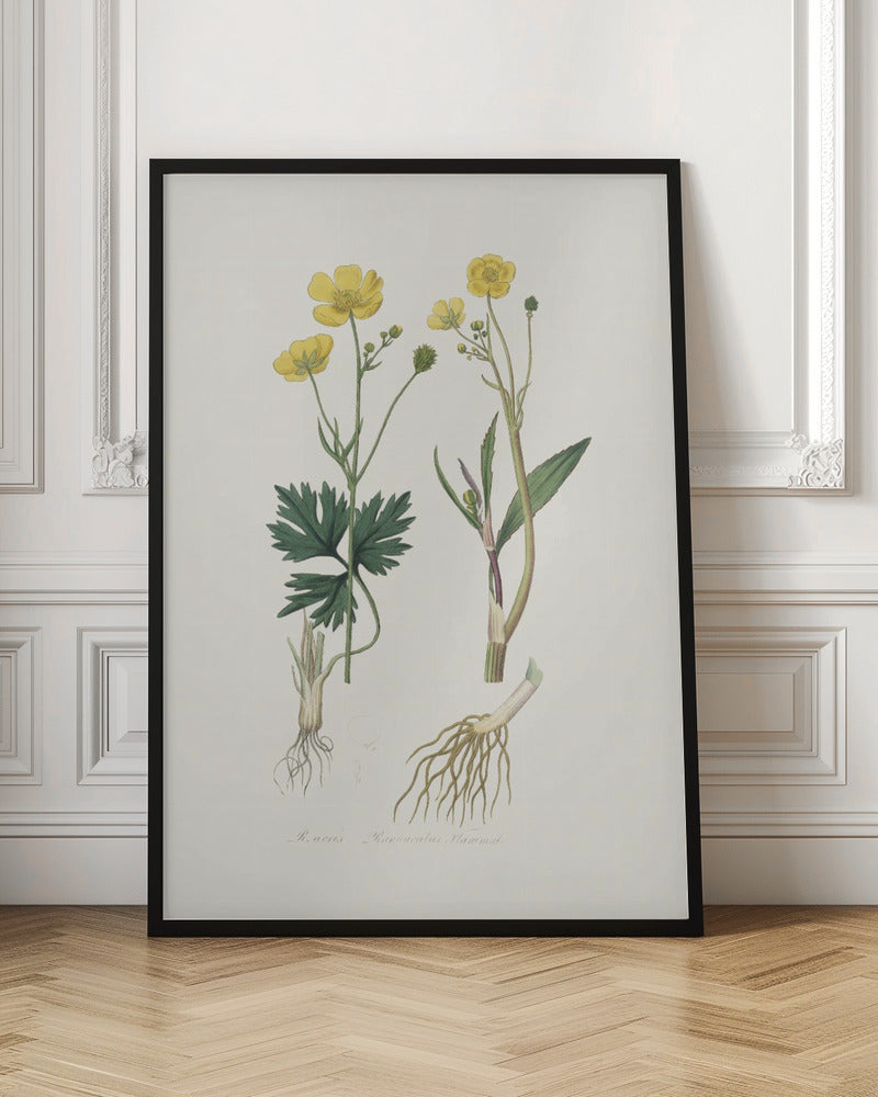 Lesser Spearwort (ranunculus Flammula) Medical Botany Poster